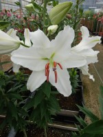 [4260 Gerona No02.JPG]